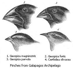Darwin's_finches