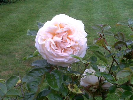 rosa cream abundance