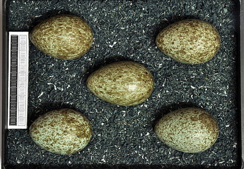 crowseggs